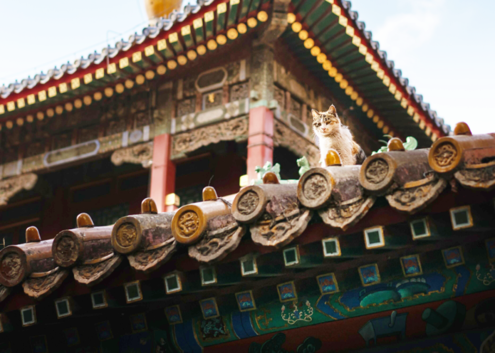 故宫|大内“咪”探？零零狗？故宫瑞兽竟然还有它！