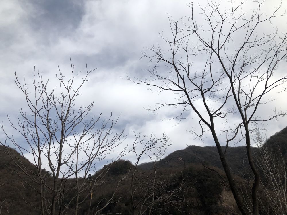 辛丑牛|2021年是寡年，老话说：“寡年不见春，人民留一半”，啥意思