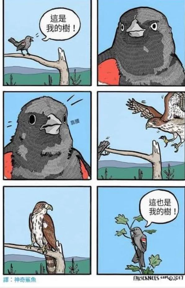 暴躁小动物四格漫画