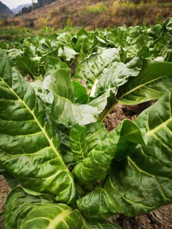 农村小伙种植牛皮菜遍地绿油油看着就好吃