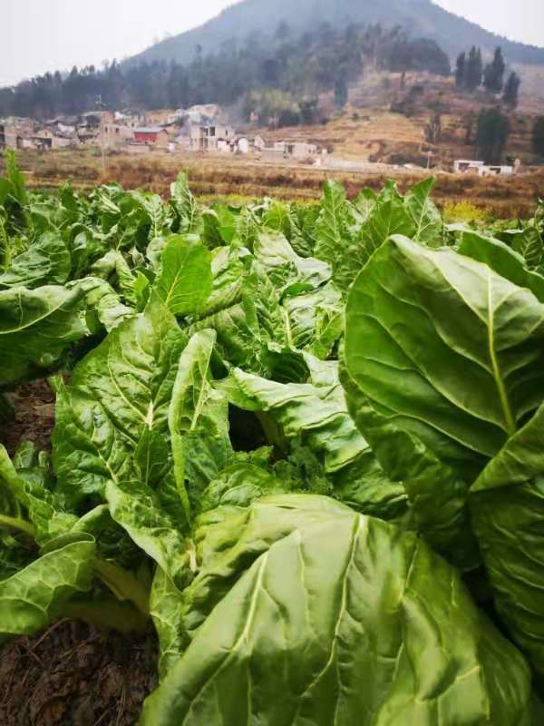 農村小夥種植牛皮菜,遍地綠油油,看著就好吃