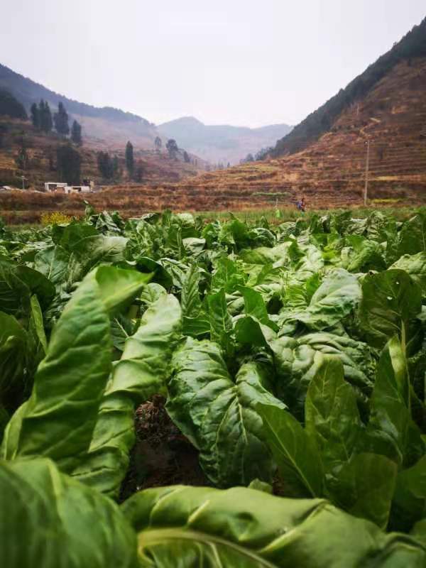 農村小夥種植牛皮菜,遍地綠油油,看著就好吃