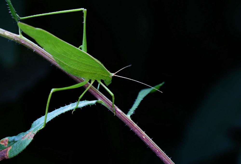 《说文解字》第385课:细说"请"字,不情之请的"请"是何义