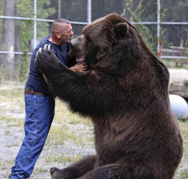 陆地上食肉动物的战斗力前二十排行,你认可吗?