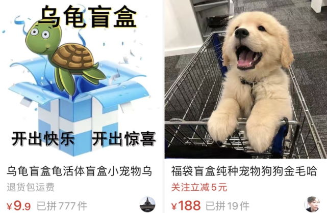 从活体盲盒到云养宠物体验消费中的新型人宠关系