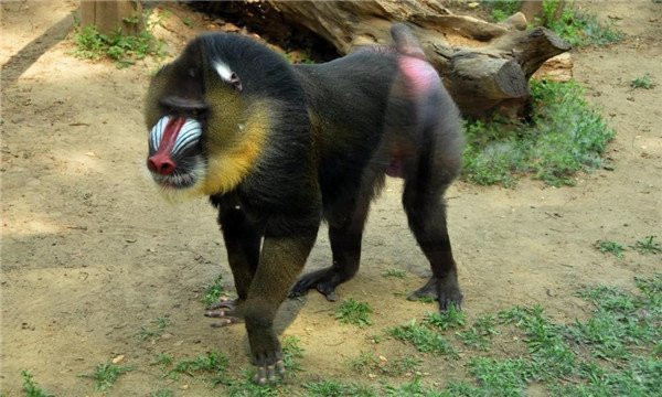 因其面部有着类似人脸一样的花纹,国人称之为"鬼狒狒"