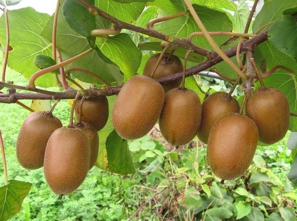 猕猴桃|以前是水果界的“维C之王”，如今是“猕猴逃”，自作孽可咋活？