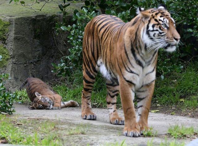 印尼兩隻瀕危老虎咬死飼養員