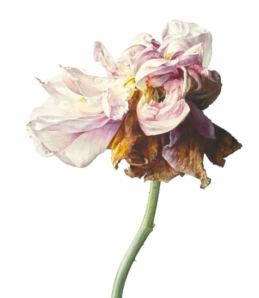 写实花卉盛放的枯萎水彩