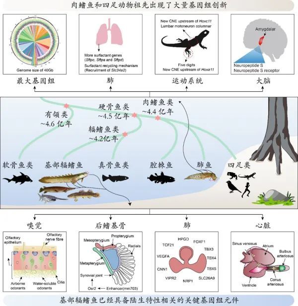 脊椎动物|科学家揭示脊椎动物水生到陆生演化过程中的遗传创新基础