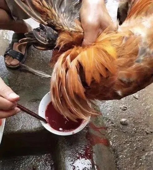 二十七,杀公鸡_腾讯新闻