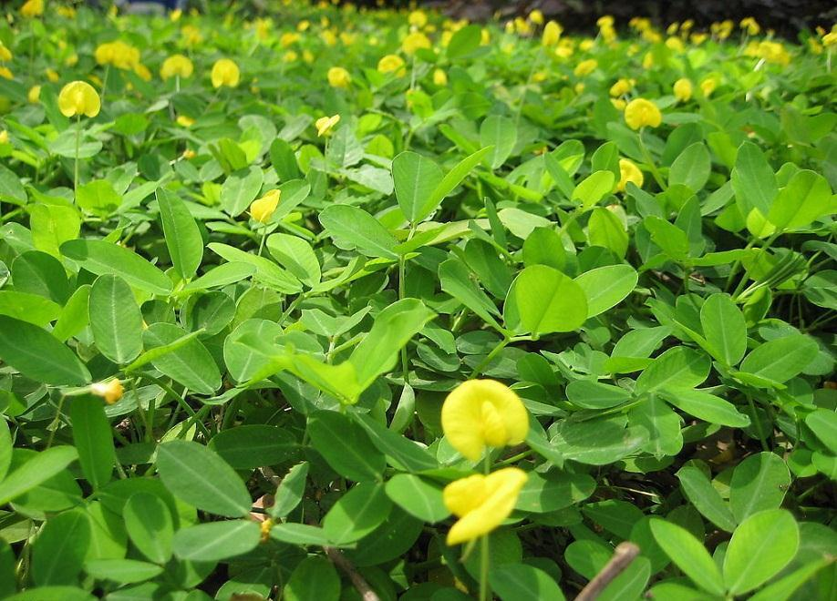 花生|颂田生物【科普篇】花生的品种你了解多少