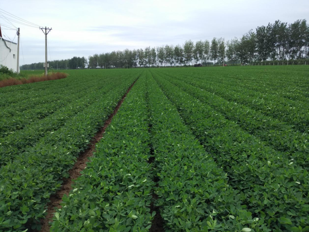 花生|颂田生物【科普篇】花生的品种你了解多少