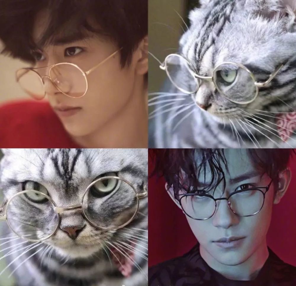 易烊千玺和猫,都是治愈不开心的良药!