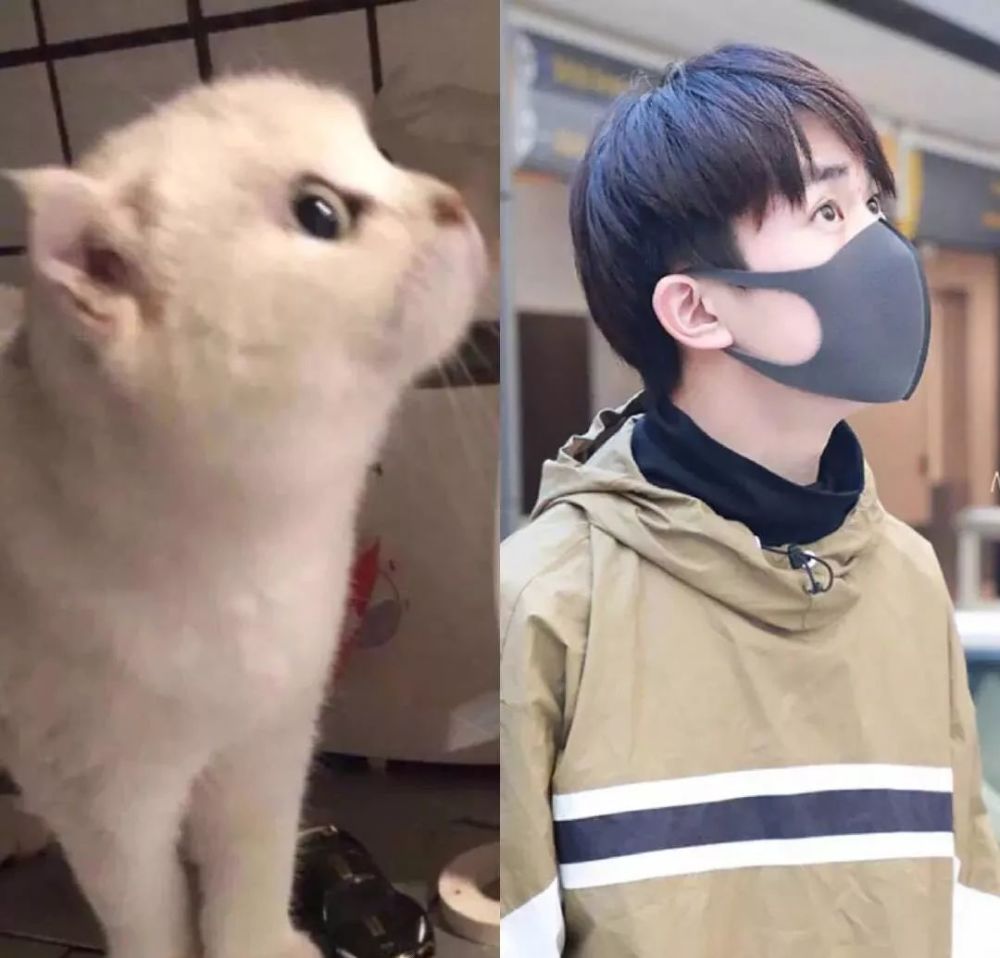 易烊千玺和猫,都是治愈不开心的良药!