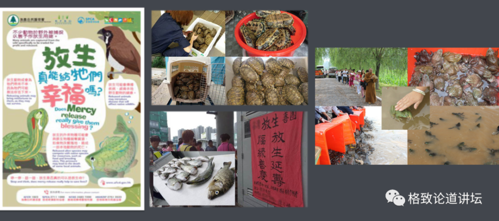 物种|这些外来入侵物种，是第六次物种大灭绝的重要元凶