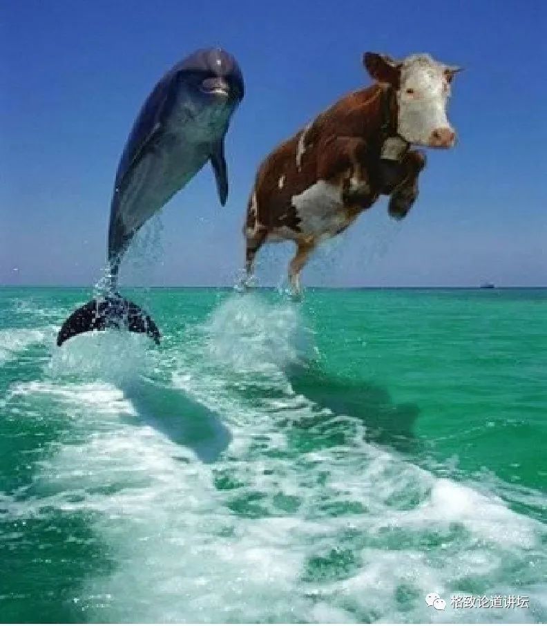 物种|这些外来入侵物种，是第六次物种大灭绝的重要元凶