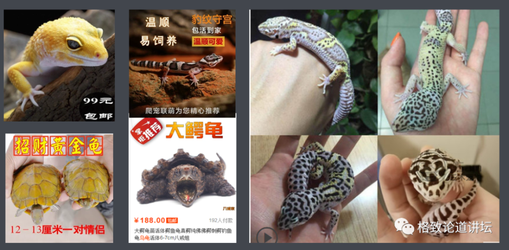 物种|这些外来入侵物种，是第六次物种大灭绝的重要元凶