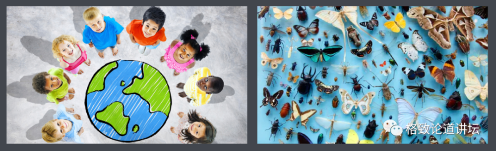 物种|这些外来入侵物种，是第六次物种大灭绝的重要元凶