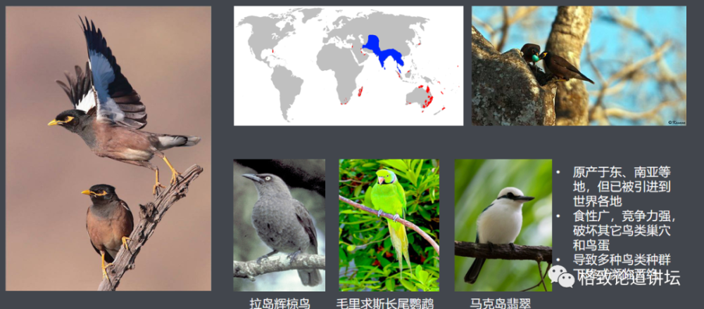 物种|这些外来入侵物种，是第六次物种大灭绝的重要元凶