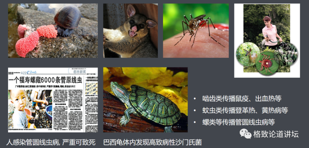 物种|这些外来入侵物种，是第六次物种大灭绝的重要元凶