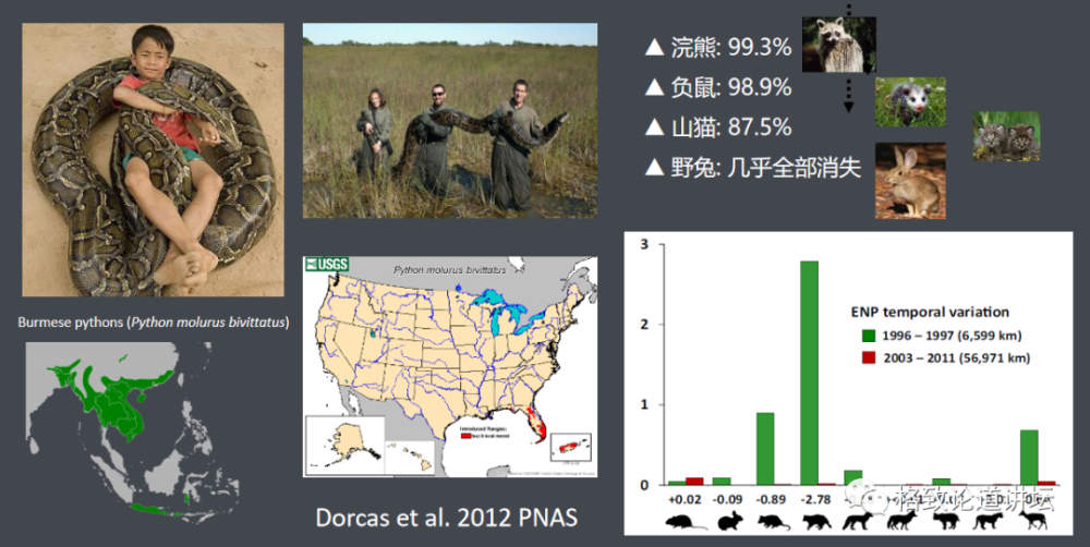 物种|这些外来入侵物种，是第六次物种大灭绝的重要元凶