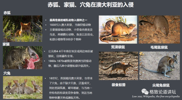 这些外来入侵物种,是第六次物种大灭绝的重要元凶
