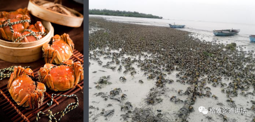 物种|这些外来入侵物种，是第六次物种大灭绝的重要元凶