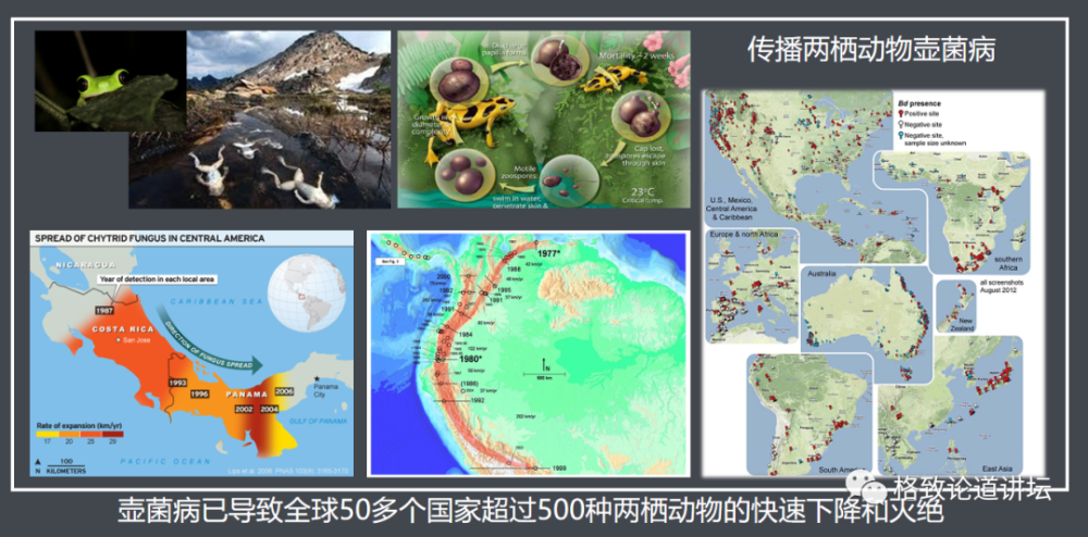 物种|这些外来入侵物种，是第六次物种大灭绝的重要元凶