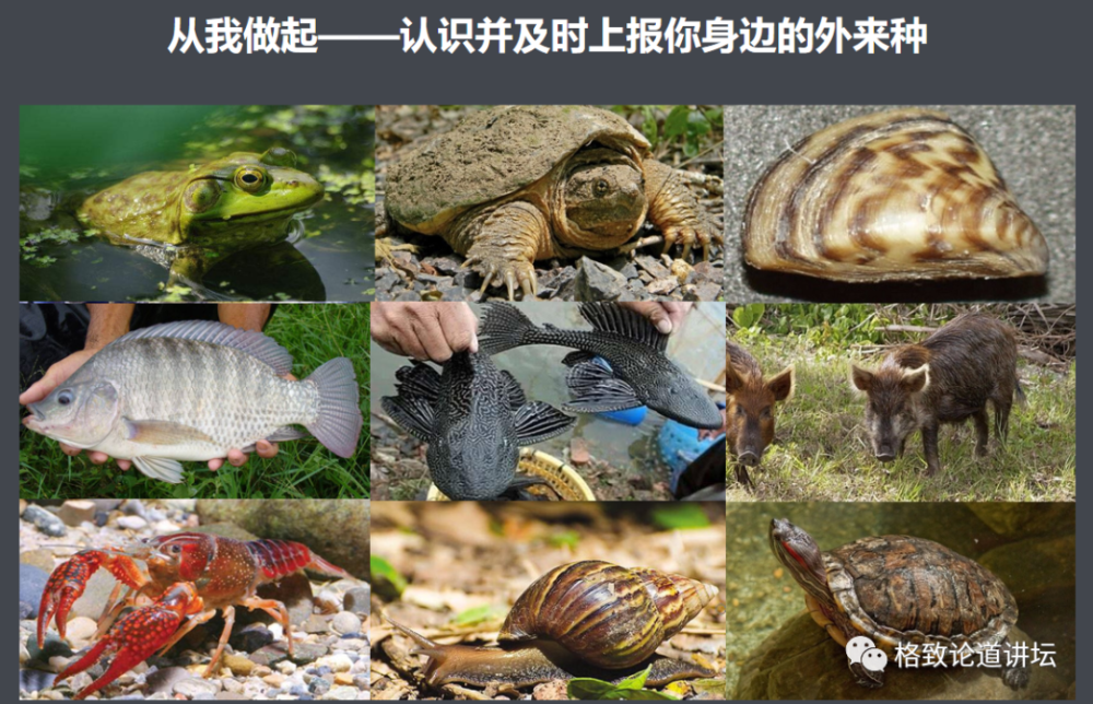 物种|这些外来入侵物种，是第六次物种大灭绝的重要元凶