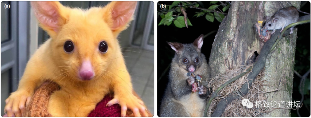 物种|这些外来入侵物种，是第六次物种大灭绝的重要元凶