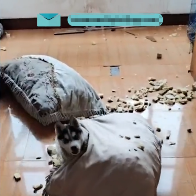 江苏一女子收养瘸腿哈士奇二哈痊愈后现原形狂拆家