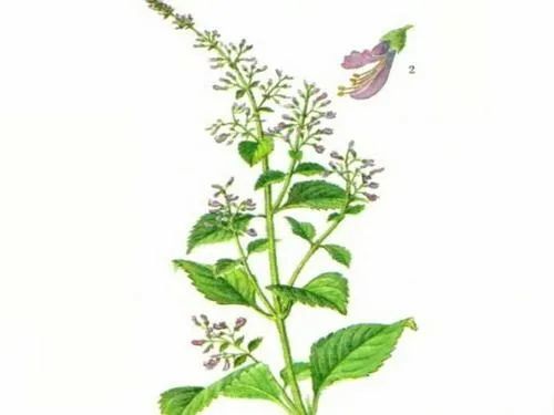 中药传说冬凌草