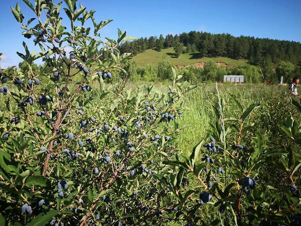 而在其中,蓝靛果就是这几年种植骗局中最火的一种,那么蓝靛果到底经历