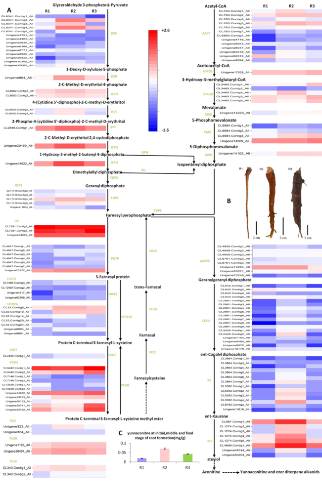 生物碱|黄草乌生物碱生物合成的分子机制取研究得重要进展