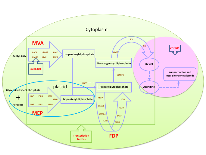 生物碱|黄草乌生物碱生物合成的分子机制取研究得重要进展