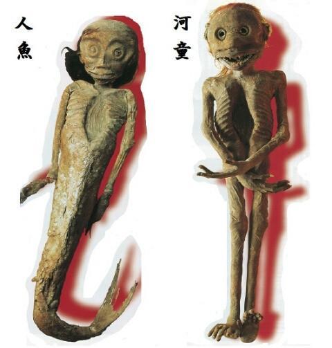 日本"人鱼标本"与"河童标本"对照图