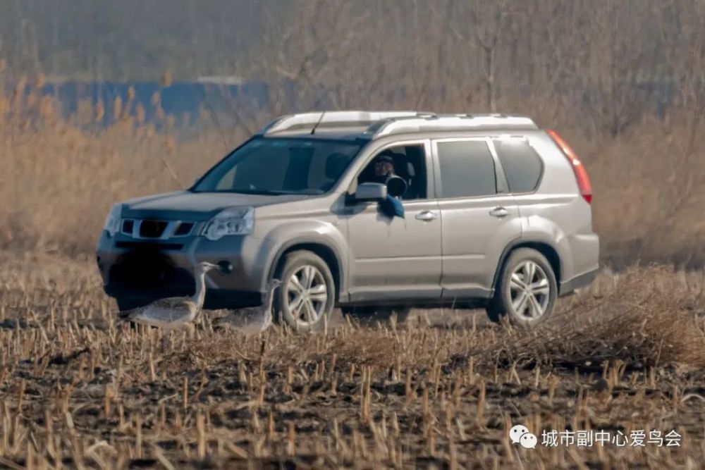 北京|近就是硬道理？拍大鸨的北京大爷们，该克制一点了