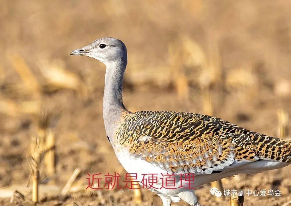 北京|近就是硬道理？拍大鸨的北京大爷们，该克制一点了