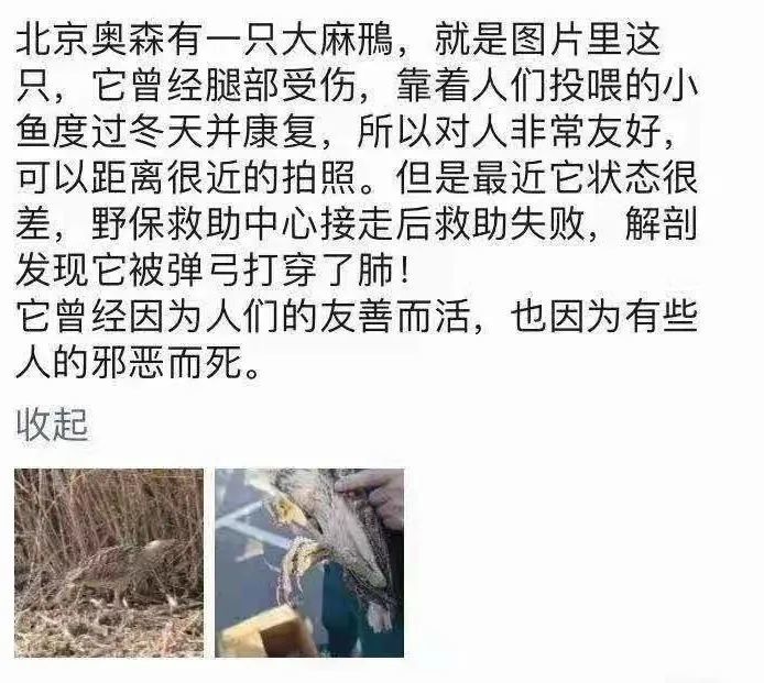 北京|近就是硬道理？拍大鸨的北京大爷们，该克制一点了