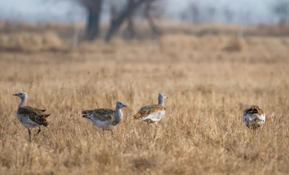 北京|近就是硬道理？拍大鸨的北京大爷们，该克制一点了