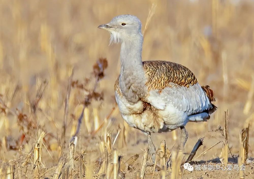 北京|近就是硬道理？拍大鸨的北京大爷们，该克制一点了