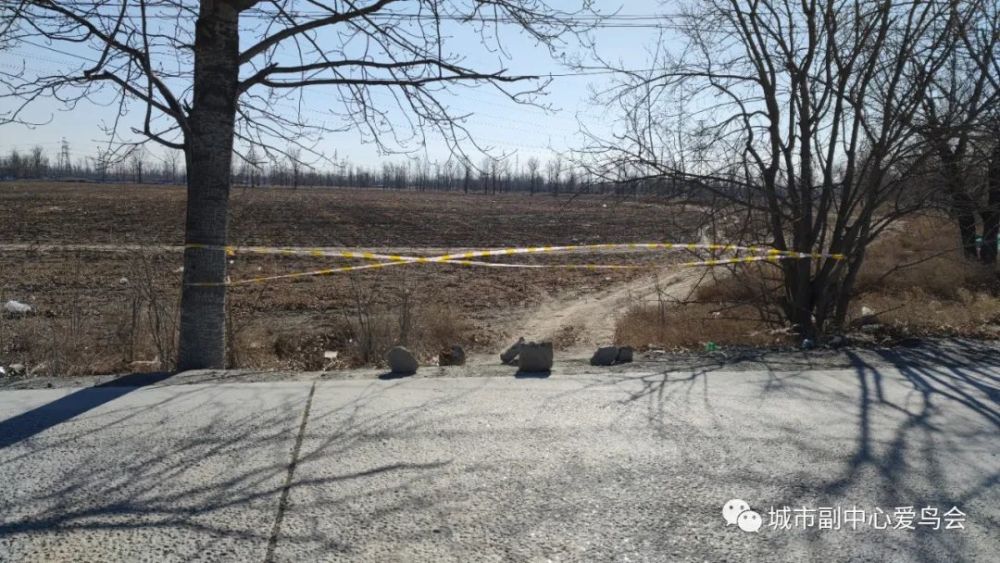 北京|近就是硬道理？拍大鸨的北京大爷们，该克制一点了