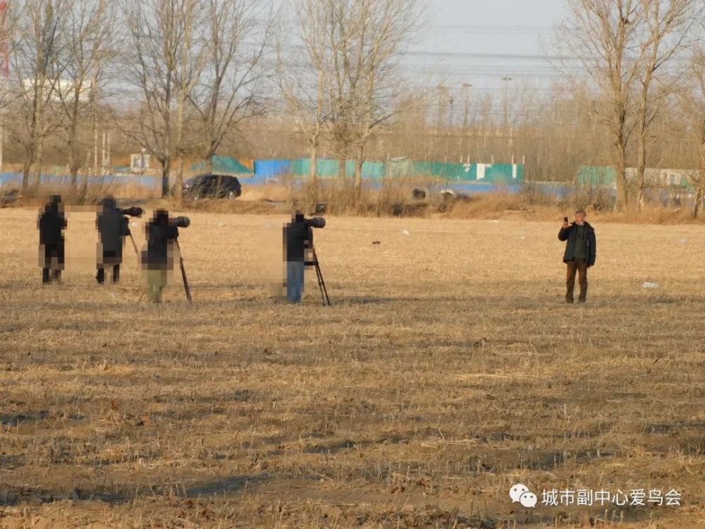 北京|近就是硬道理？拍大鸨的北京大爷们，该克制一点了