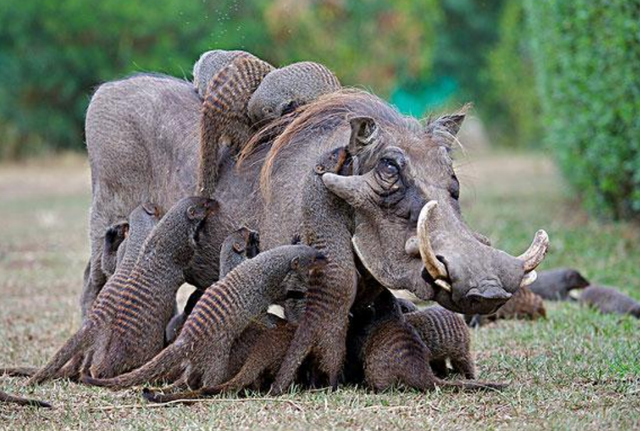 猫鼬全体出动围攻疣猪,疣猪看到后却直接躺地上,任由猫鼬作践!