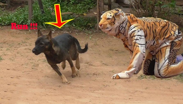 男子假扮老虎吓牛兄,谁料牛兄反应太大,直接吓傻!