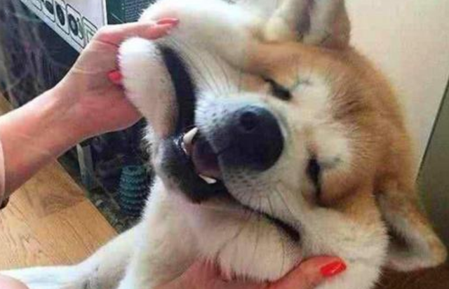 不少人经常"摸狗头",那你知道,这在狗狗心中意味着什么吗?