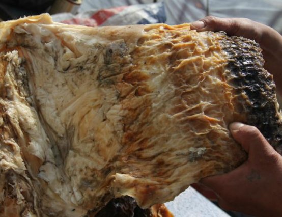 王承德:当年捡到140斤太岁卖了300万,创业失败后如何了?