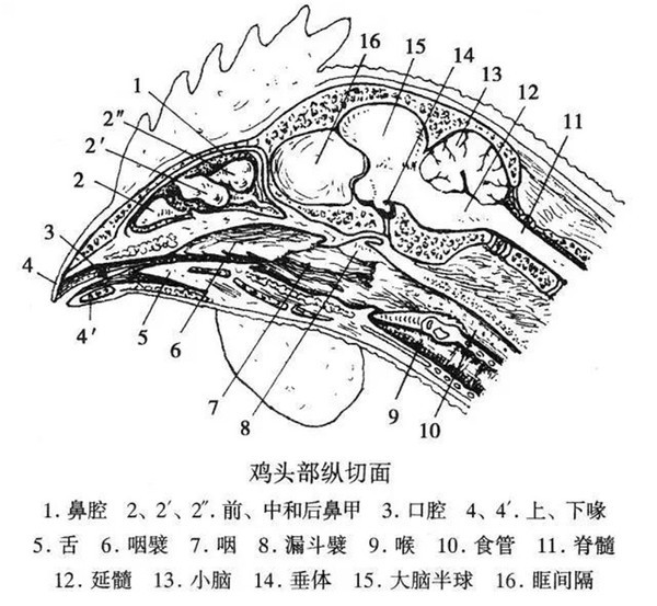 劳埃德·奥尔森|没有头的鸡活了18个月，能跑能跳能进食，《时代》杂志都报道