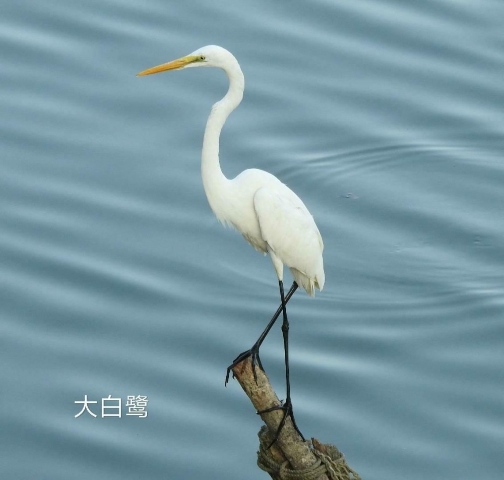 段涉水捕鱼矶鹬青脚鹬成群的反嘴鹬刚起飞的苍鹭和正在捕鱼的黑脸琵鹭